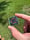 Image of 31.5x31.5mm knuckle slice *