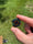 Image of 22x24mm knuckle slice