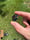 Image of 22x24mm knuckle slice