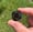 Image of 19x20mm knuckle slice 