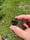 Image of 19x20mm knuckle slice 