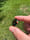 Image of 19x20mm knuckle slice 