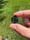 Image of 17x16mm knuckle slice 