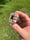 Image of Rainbow knuckle