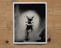 Image 1 of Stag Beetle | INSECTAE | Fineart Print