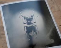 Image 2 of Stag Beetle | INSECTAE | Fineart Print
