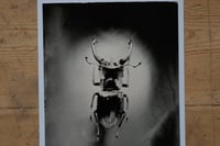 Image 3 of Stag Beetle | INSECTAE | Fineart Print