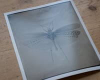 Image 2 of Pymatheus Aggrotus | INSECTAE | Fineart Print