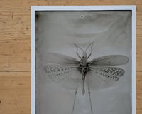 Image 3 of Pymatheus Aggrotus | INSECTAE | Fineart Print