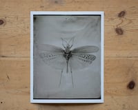 Image 1 of Pymatheus Aggrotus | INSECTAE | Fineart Print