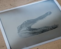 Image 2 of Alligator's head | Macro | Fineart Print