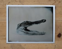 Image 1 of Alligator's head | Macro | Fineart Print