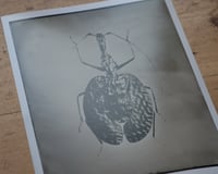 Image 2 of Violin Bug | INSECTAE | Fineart Print