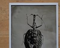 Image 3 of Violin Bug | INSECTAE | Fineart Print