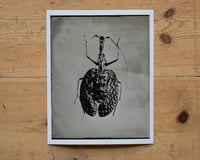 Image 1 of Violin Bug | INSECTAE | Fineart Print