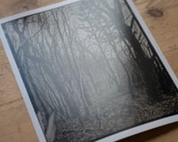 Image 2 of Forest near Warnemünde | Germany | Fineart Print