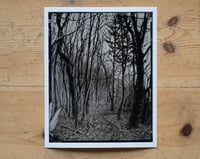 Image 1 of Forest near Warnemünde | Germany | Fineart Print