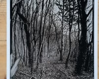 Image 3 of Forest near Warnemünde | Germany | Fineart Print