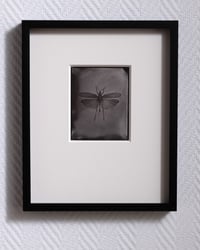 Image 2 of Pymatheus Aggrotus | INSECTAE | Saltprint