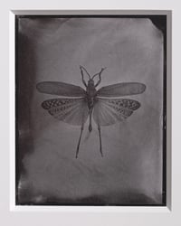 Image 1 of Pymatheus Aggrotus | INSECTAE | Saltprint