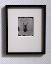 Image 2 of Stag Beetle | INSECTAE | Saltprint