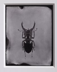 Image 1 of Stag Beetle | INSECTAE | Saltprint