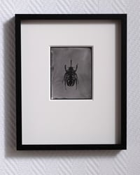 Image 2 of Rhinoceros Beetle | INSECTAE | Saltprint