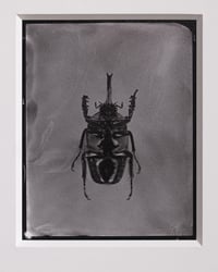 Image 1 of Rhinoceros Beetle | INSECTAE | Saltprint