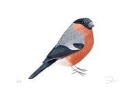 Image 1 of Bullfinch