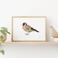 Image 2 of Goldfinch