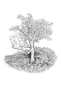 Image 1 of PRINT LAMINA A4 (MANZANA)