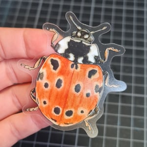 Anatis ocellata Sticker - translucent background