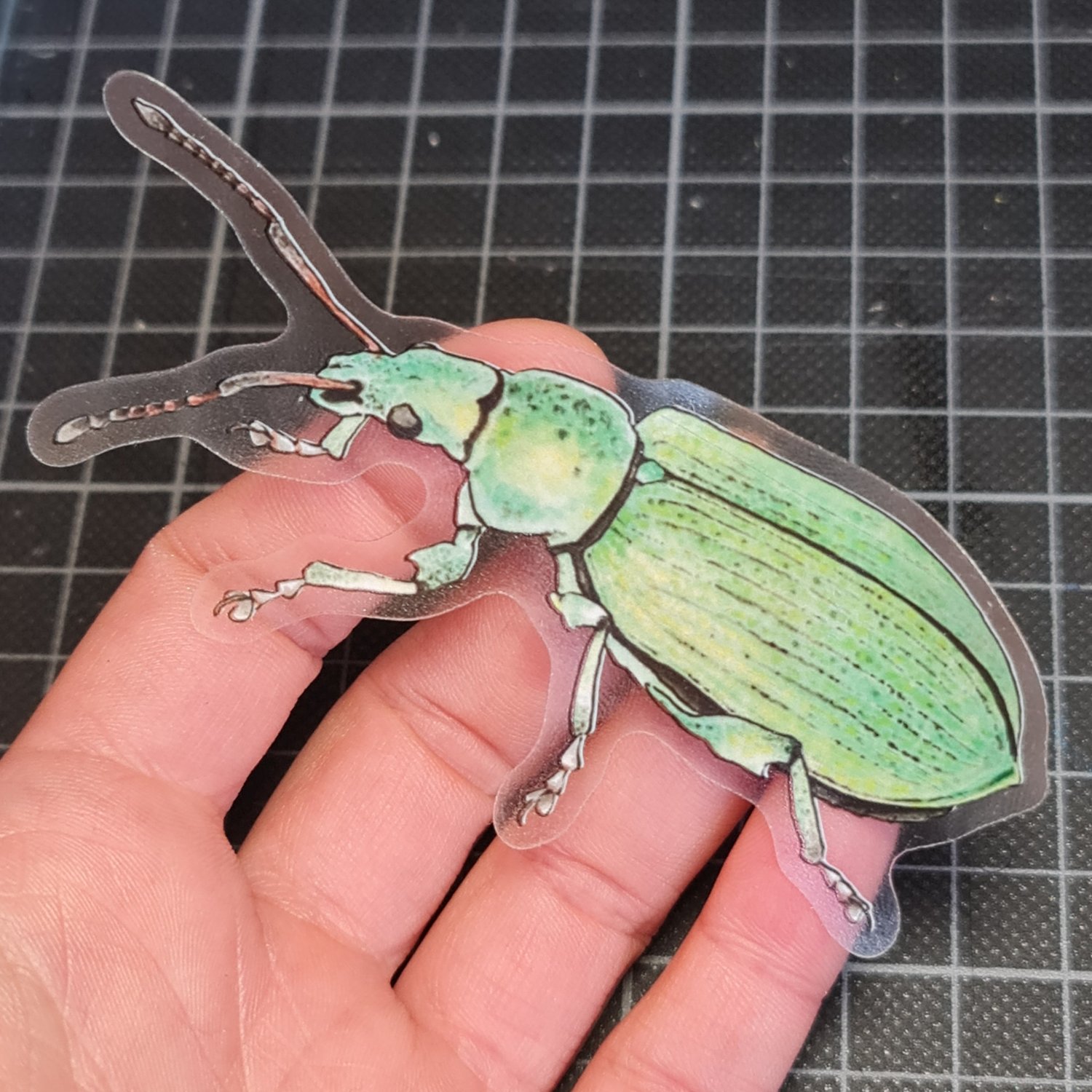 Phyllobius pomaceus Sticker - translucent background