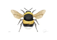 Image 1 of Print Bee