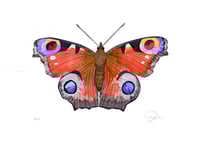 Image 2 of Peacock Butterfly