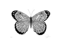 Image 1 of Butterfly BW