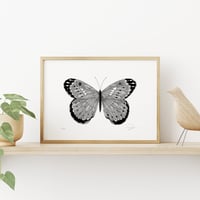 Image 2 of Butterfly BW