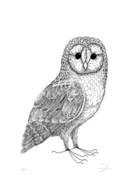 Image 1 of Barn Owl