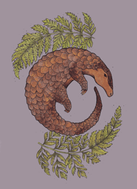 Le pangolin