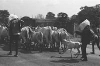 Touckem Road, Cameroon, 2022