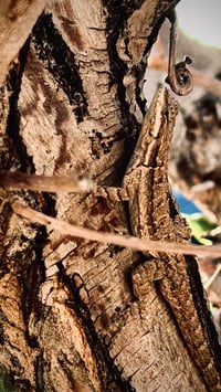 Western fence lizard
