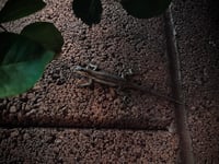 Cinematic Lizard