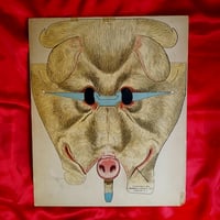 Image 1 of Pig - Merrell-Soule Company Advertising Paper Mask (July 3, 1904) - Boston Sunday Post