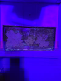 Image 2 of Square maple leaf 1tray
