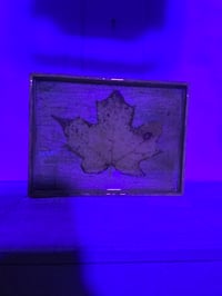 Image 3 of Square maple leaf 4 tray 