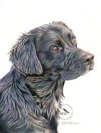 Image 1 of Black Lab - Original Colored Pencil Dog Portrait