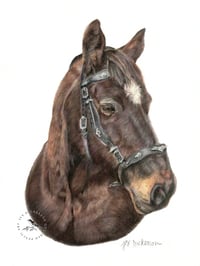 Image 1 of Star - Original Colored Pencil Horse Portrait