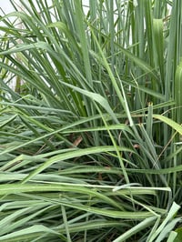 Image 4 of Superfood Hair Pomade