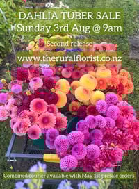 Important Dahlia Tuber Info - Latest Update 