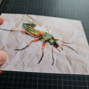 Carabus auratus shiny postcard